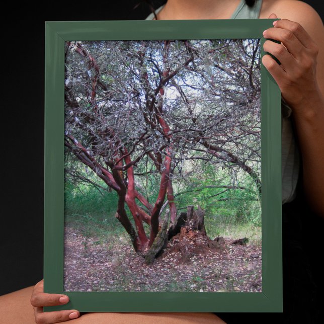 Manzanita Tree Poster (Creator Uploaded)