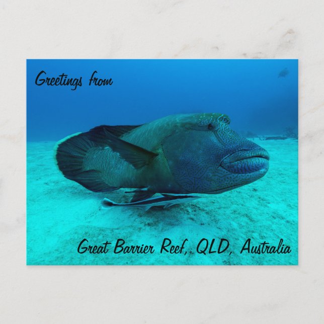 Maori Wrasse on the Great Barrier Reef Postcard (Front)
