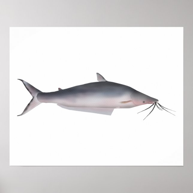 Mapará Poster (Front)