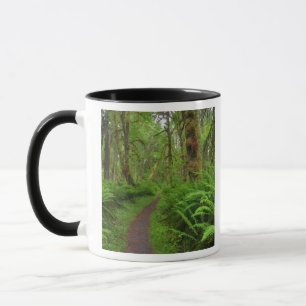 Maple Glade trail, ferns and moss covered Mug