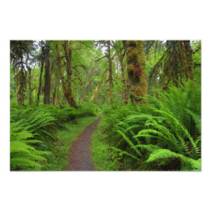 Maple Glade trail, ferns and moss covered Photo Print