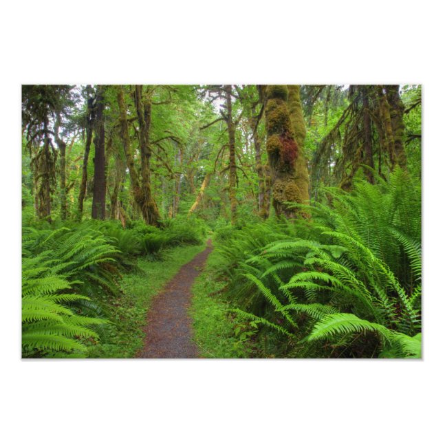 Maple Glade trail, ferns and moss covered Photo Print (Front)