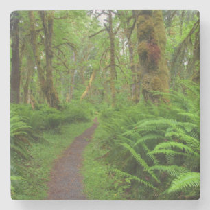 Maple Glade trail, ferns and moss covered Stone Coaster