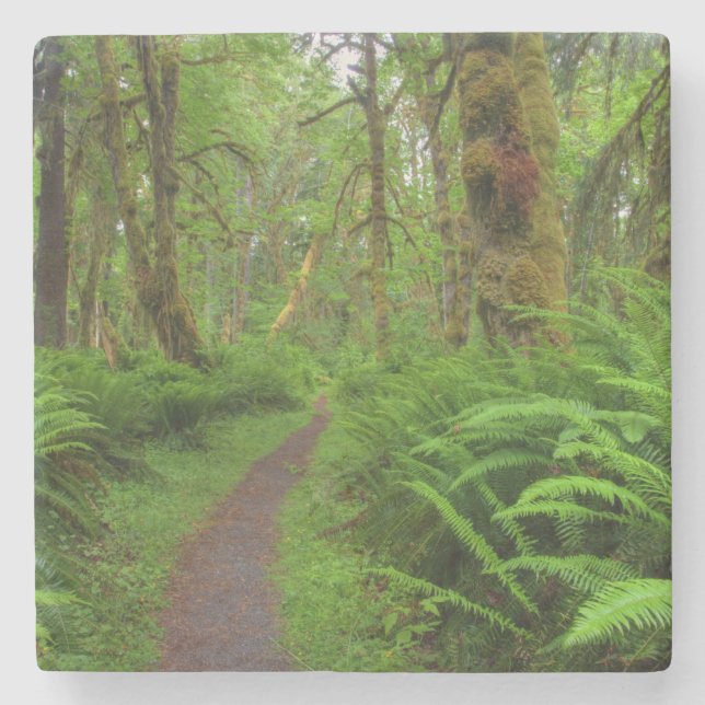 Maple Glade trail, ferns and moss covered Stone Coaster (Front)