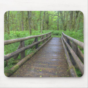 Maple Glade trail wooden bridge, ferns and Mouse Pad