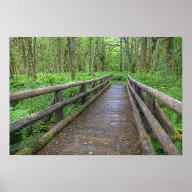 Maple Glade trail wooden bridge, ferns and Poster (Front)