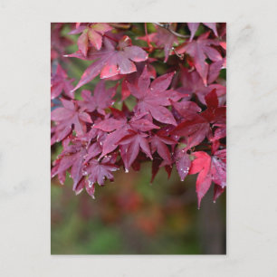 Maple I Postcard