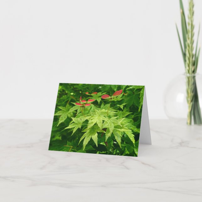 Maple in Spring Holiday Card (Front)