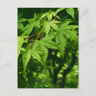 Maple in Spring Postcard