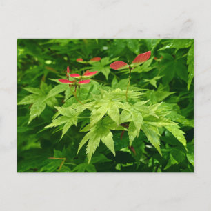 Maple in Spring Postcard