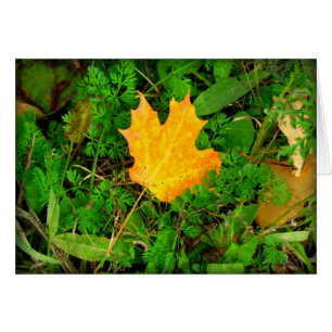 Maple Leaf