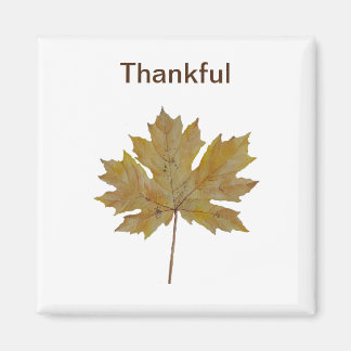 Maple leaf, brown and gold tones magnet