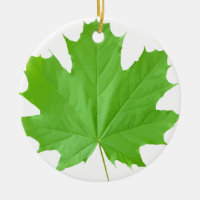 Maple Leaf