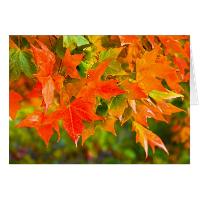 Maple Leaf Dance (Front Horizontal)