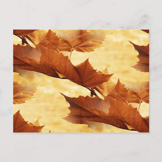 Maple leaf Postcard (Front)