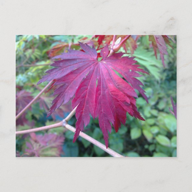 Maple Leaf Postcard (Front)
