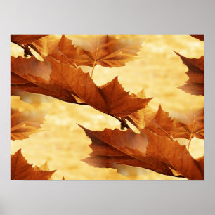 Maple leaf Poster