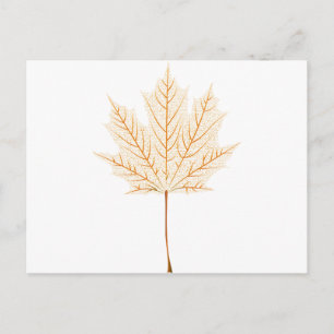 Maple leaf skeleton postcard