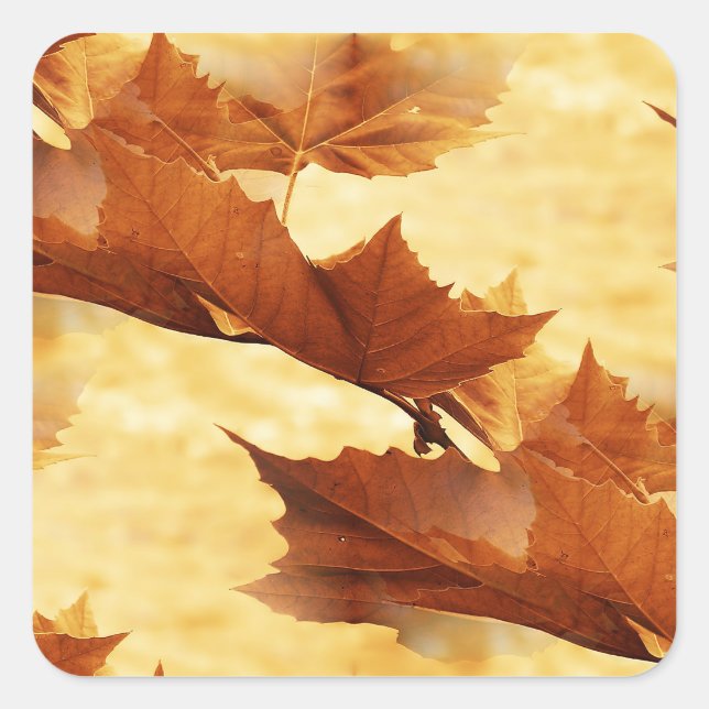 Maple leaf Sticker (Front)