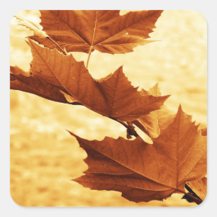 Maple leaf Sticker