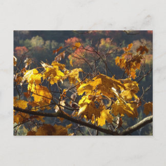 Maple leaves in Vermont Postcard