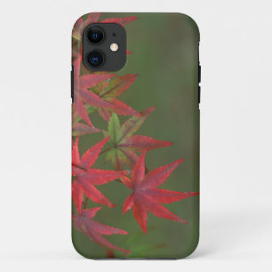 Maple Leaves, Katsura, Kyoto, Japan iPhone 11 Case
