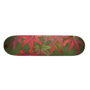 Maple Leaves, Katsura, Kyoto, Japan Skateboard