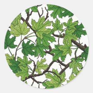 Maple leaves on white classic round sticker