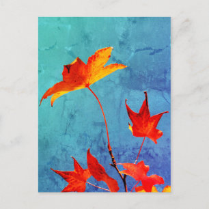 Maple Leaves Postcard