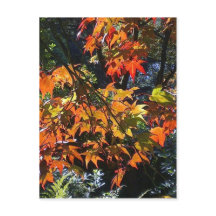 Maple Leaves Postcard