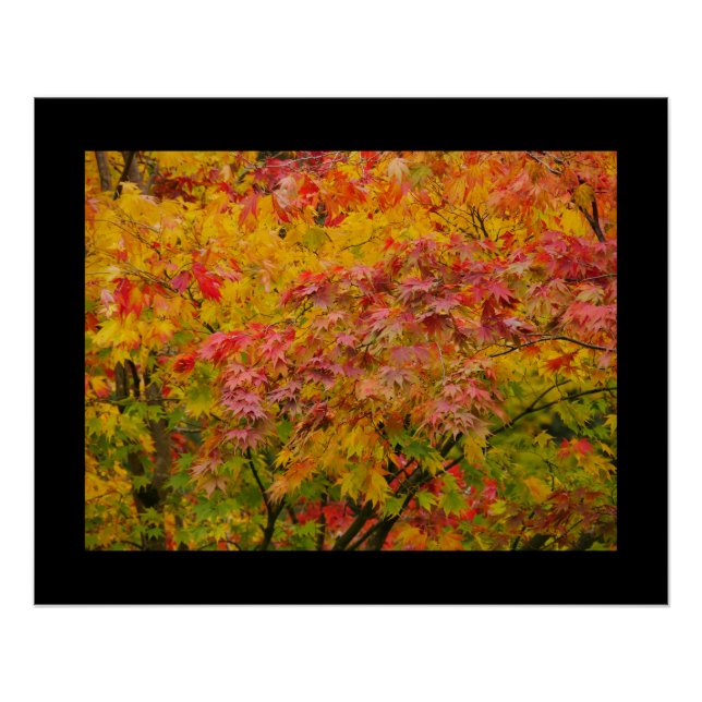 Maple Leaves Poster (Front)