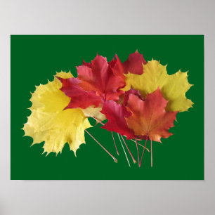 Maple Leaves Poster