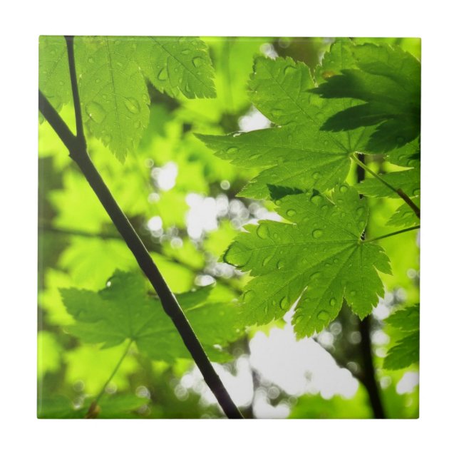 Maple Leaves with Raindrops Ceramic Tile (Front)