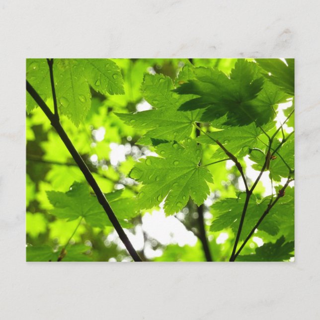 Maple Leaves with Raindrops Postcard (Front)