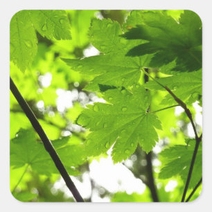 Maple Leaves with Raindrops Square Sticker
