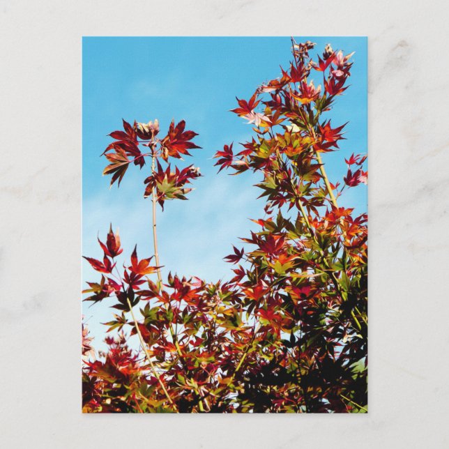 Maple Postcard (Front)