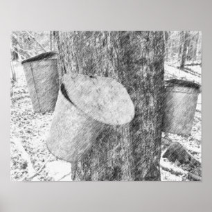 Maple Sap Buckets On Tree Black Pencil Art  Poster