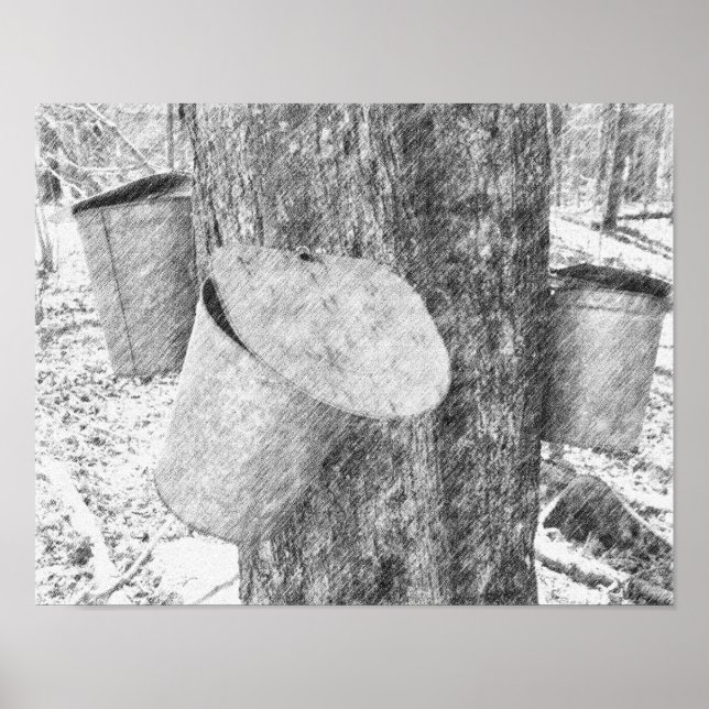 Maple Sap Buckets On Tree Black Pencil Art  Poster (Front)