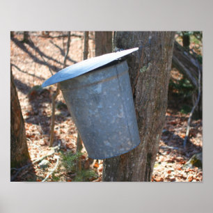Maple Sugar Sap Bucket On Tree Nature Poster