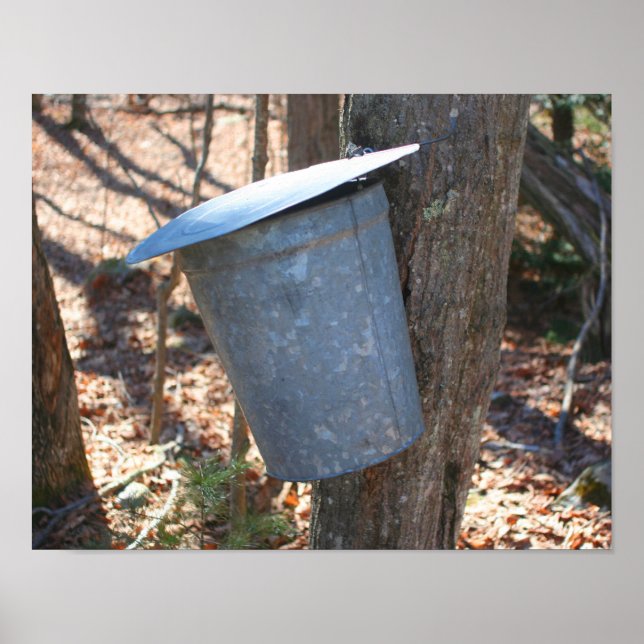 Maple Sugar Sap Bucket On Tree Nature Poster (Front)