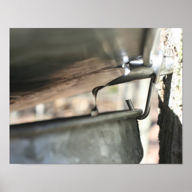 Maple Sugar Sap Running From Tree Nature Poster (Front)