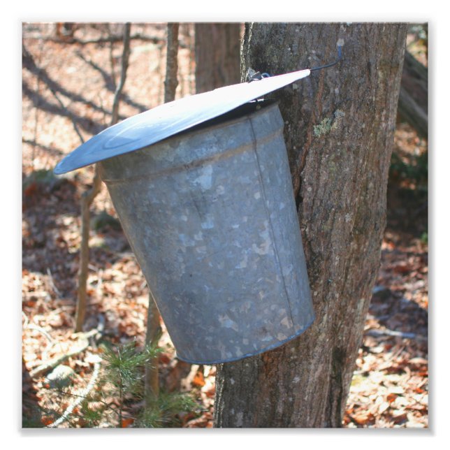 Maple Syrup Sugar Sap Bucket On Tree 8x8 Photo Print (Front)