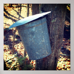 Maple Syrup Sugar Sap Bucket On Tree  Poster
