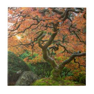 Maple Tree At The Japanese Gardens In Autumn Ceramic Tile