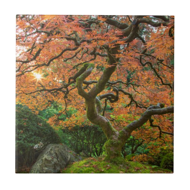 Maple Tree At The Japanese Gardens In Autumn Ceramic Tile (Front)