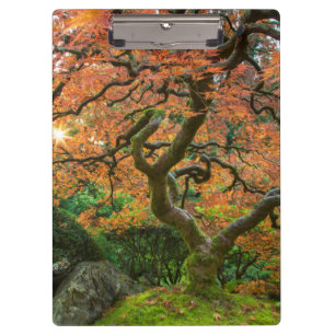 Maple Tree At The Japanese Gardens In Autumn Clipboard