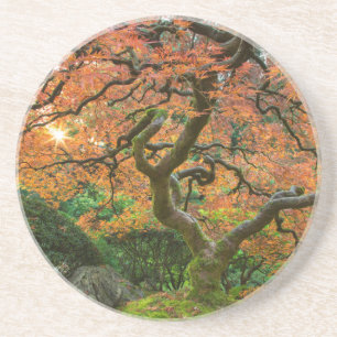 Maple Tree At The Japanese Gardens In Autumn Coaster