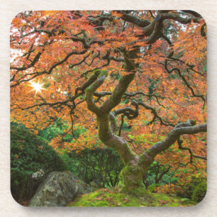 Maple Tree At The Japanese Gardens In Autumn Coaster