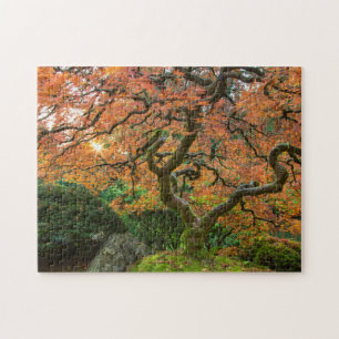 Maple Tree At The Japanese Gardens In Autumn Jigsaw Puzzle