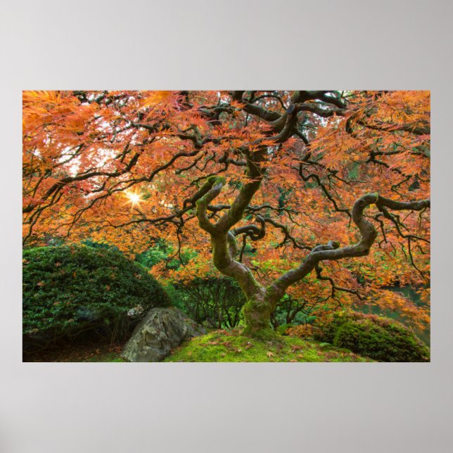Maple Tree At The Japanese Gardens In Autumn Poster (Front)